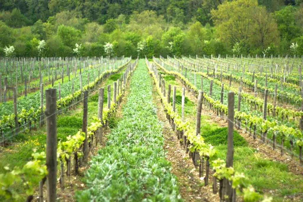 Les vignes du Château des Mangons