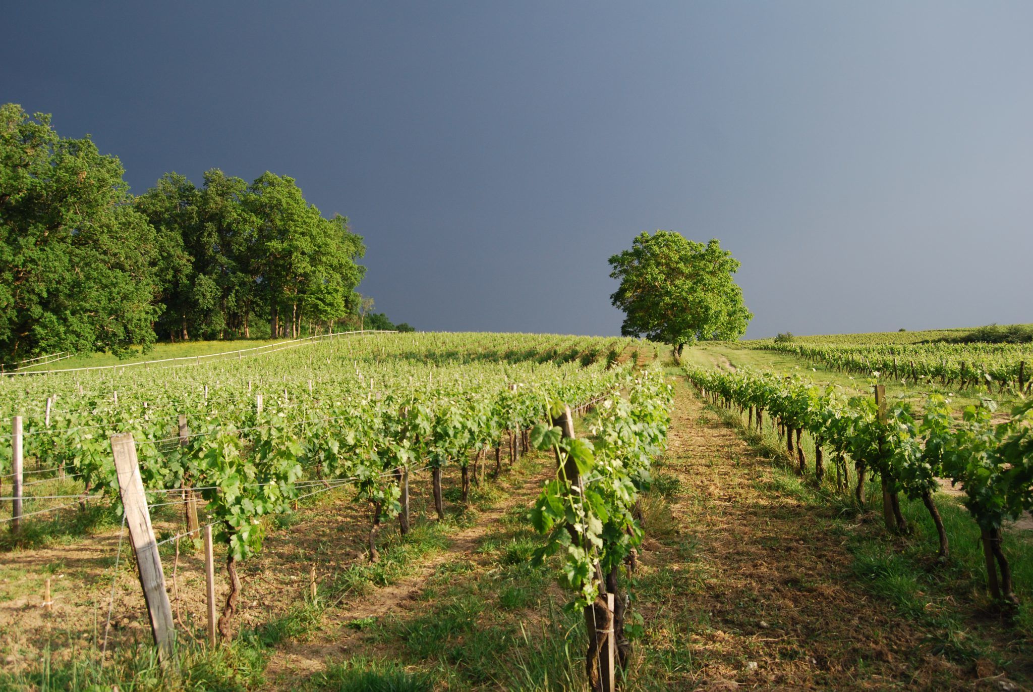 Vignoble Chateau les Mangons Coucher de soleil