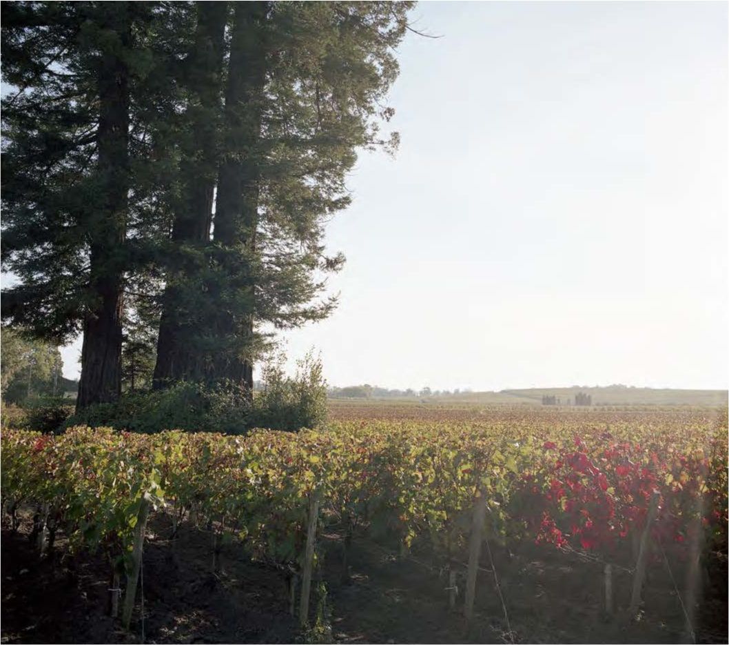 Château Fonbadet - Pauillac