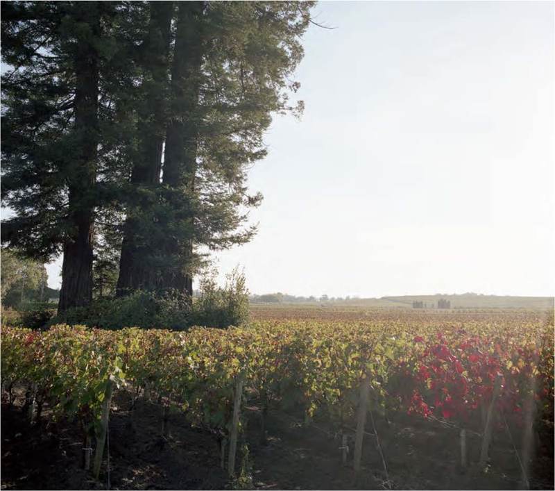 Château Fonbadet - Pauillac