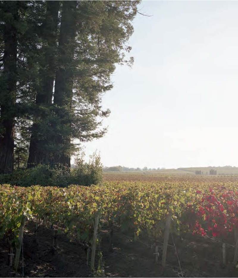 Château Fonbadet - Pauillac