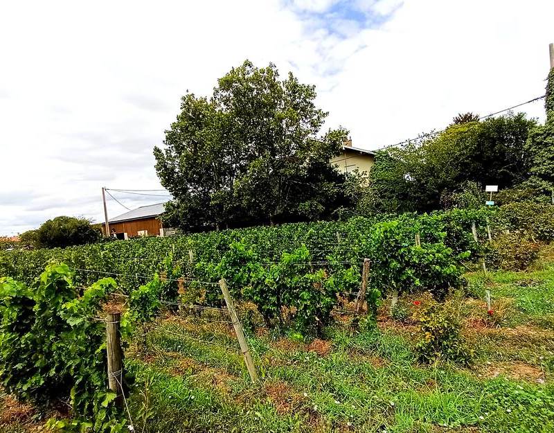 Le château Gombaude-Guillot, pionnier du bio sur l’appellation Pomerol, est désormais la propriété de la compagnie…
