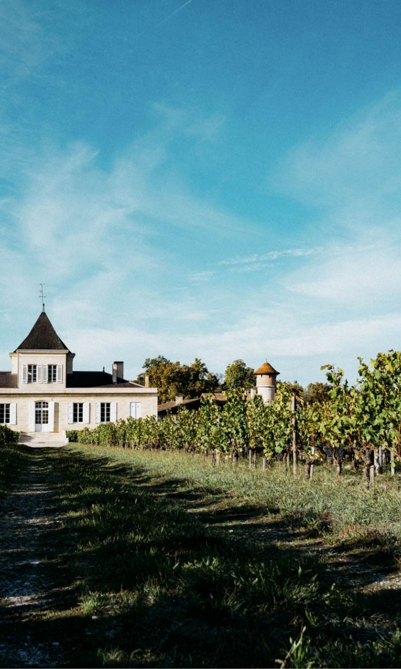 Landscape of Chateau Brane-Cantenac, seen between rows of vines.