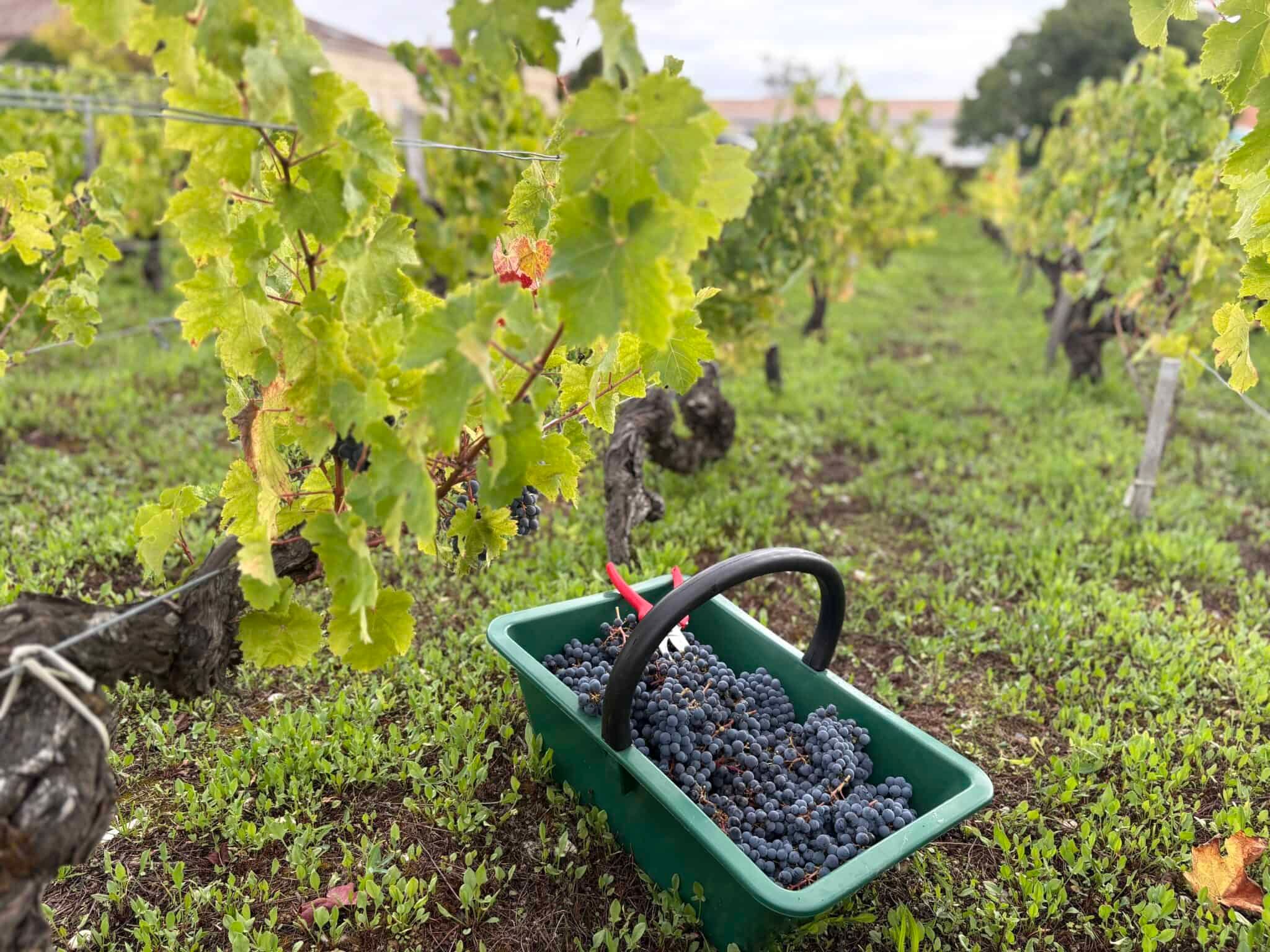 Panier vert rempli de raisins noirs avec sécateur rouge posé au milieu des vignes du Château Papounan