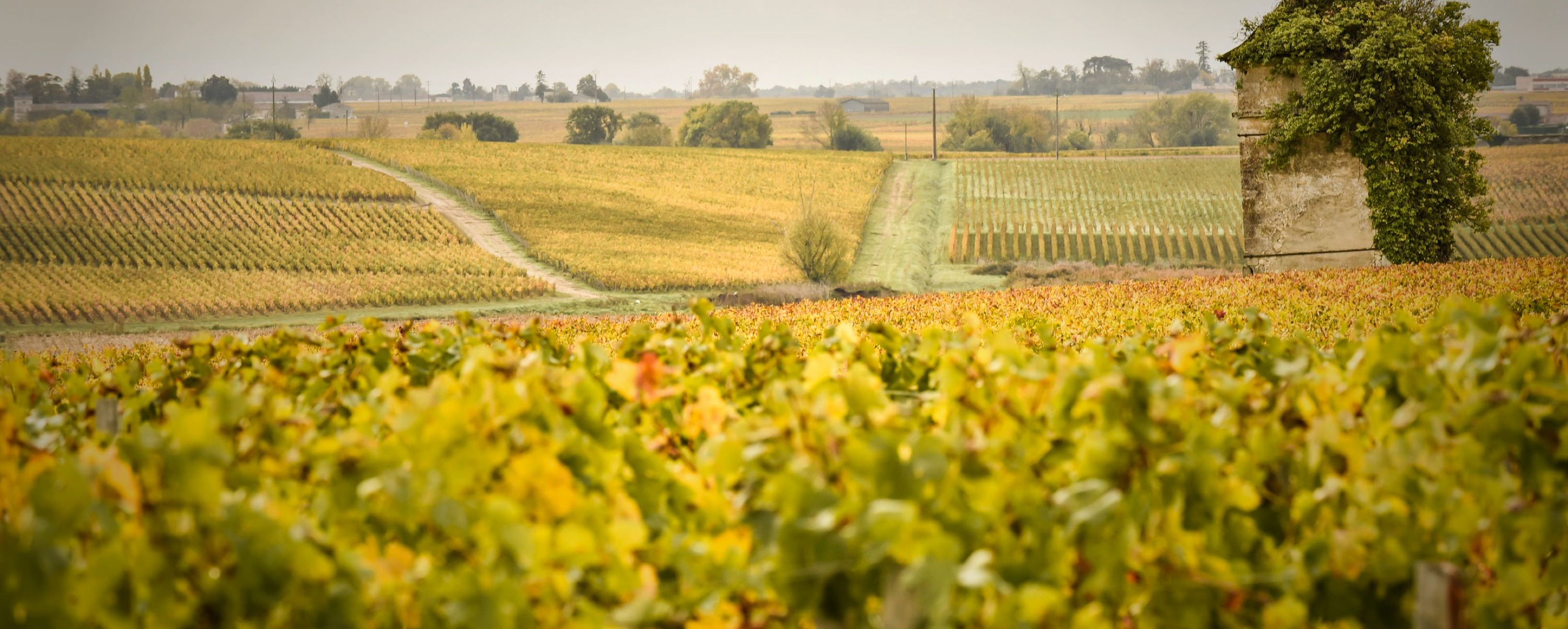 Château Loirac - Médoc