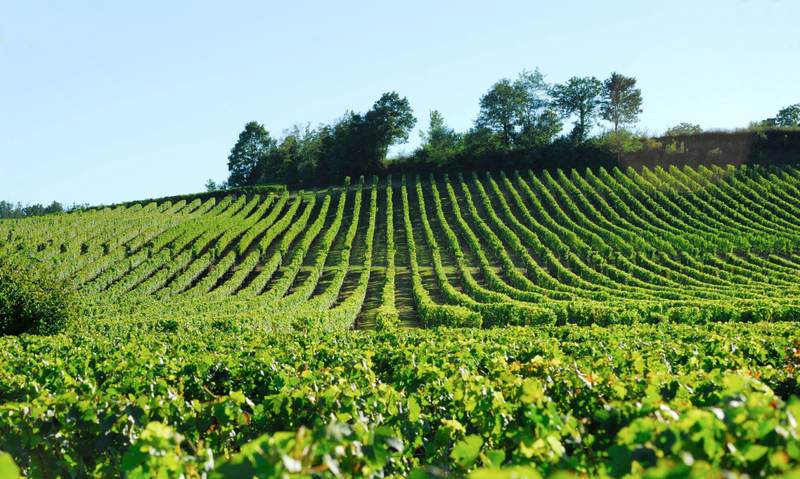 Château la Mothe du Barry - Bordeaux