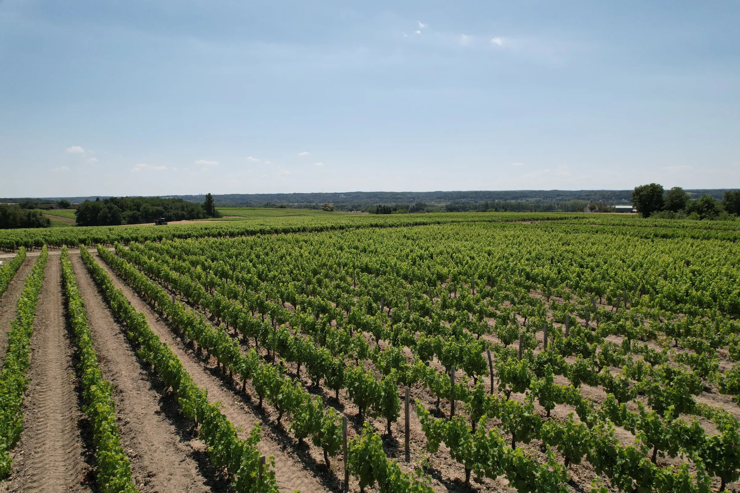 Vignobles Ricard — photo 7