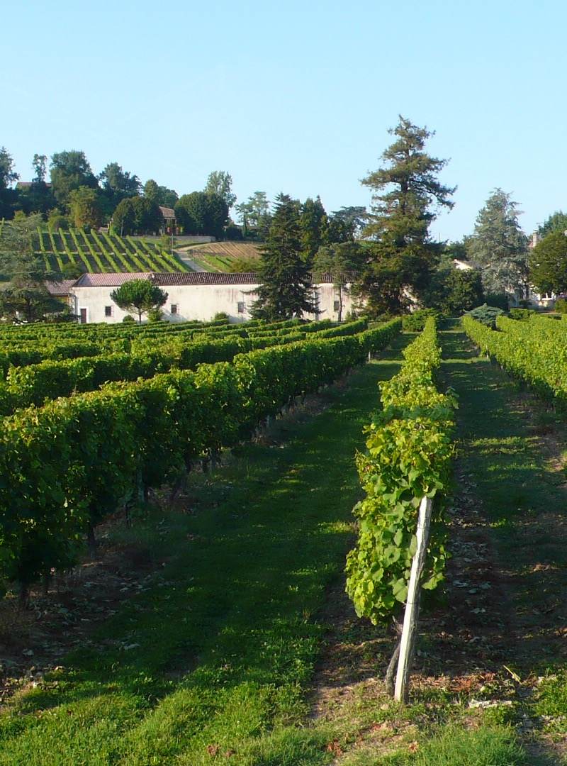 Vignobles Ricard — photo principale