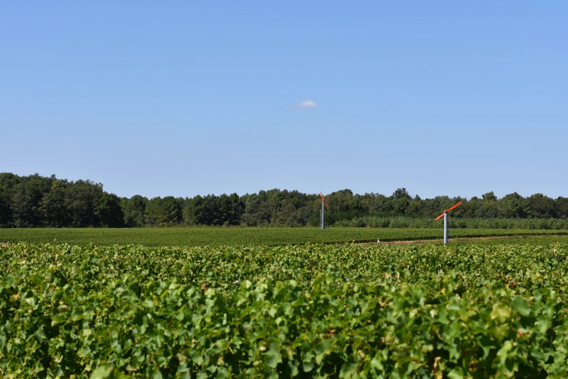 Vignobles Ricard — photo 6