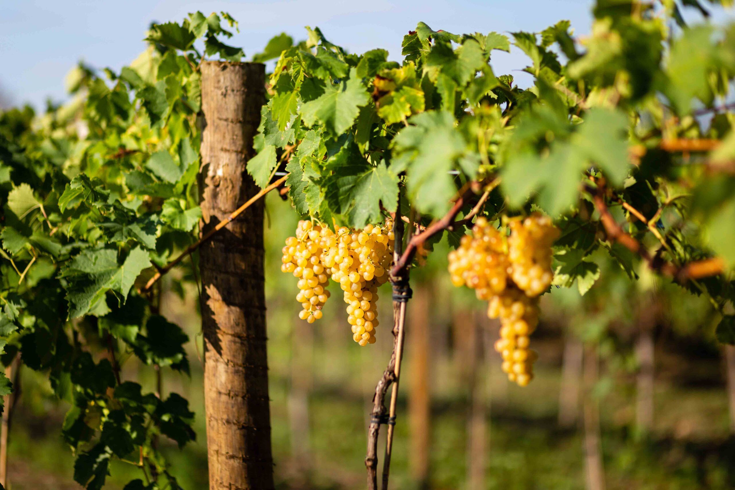 Domaine de Moulerin — photo 1