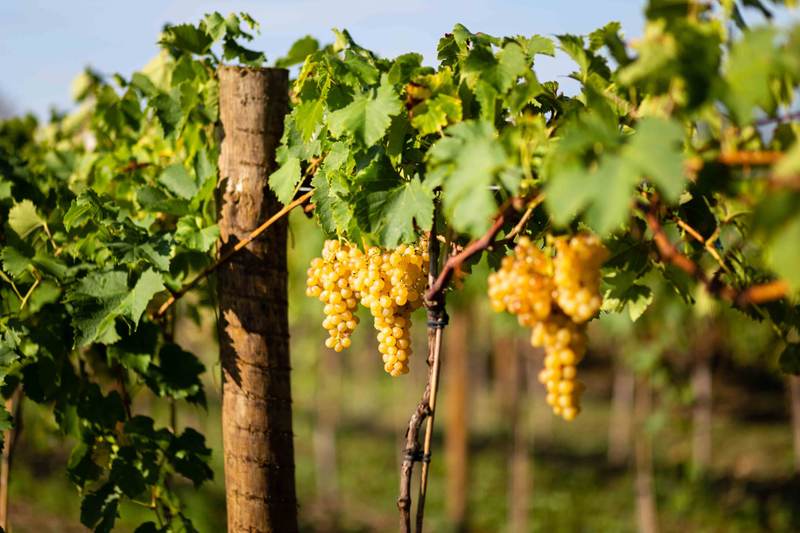 Domaine de Moulerin - Côtes de Bordeaux