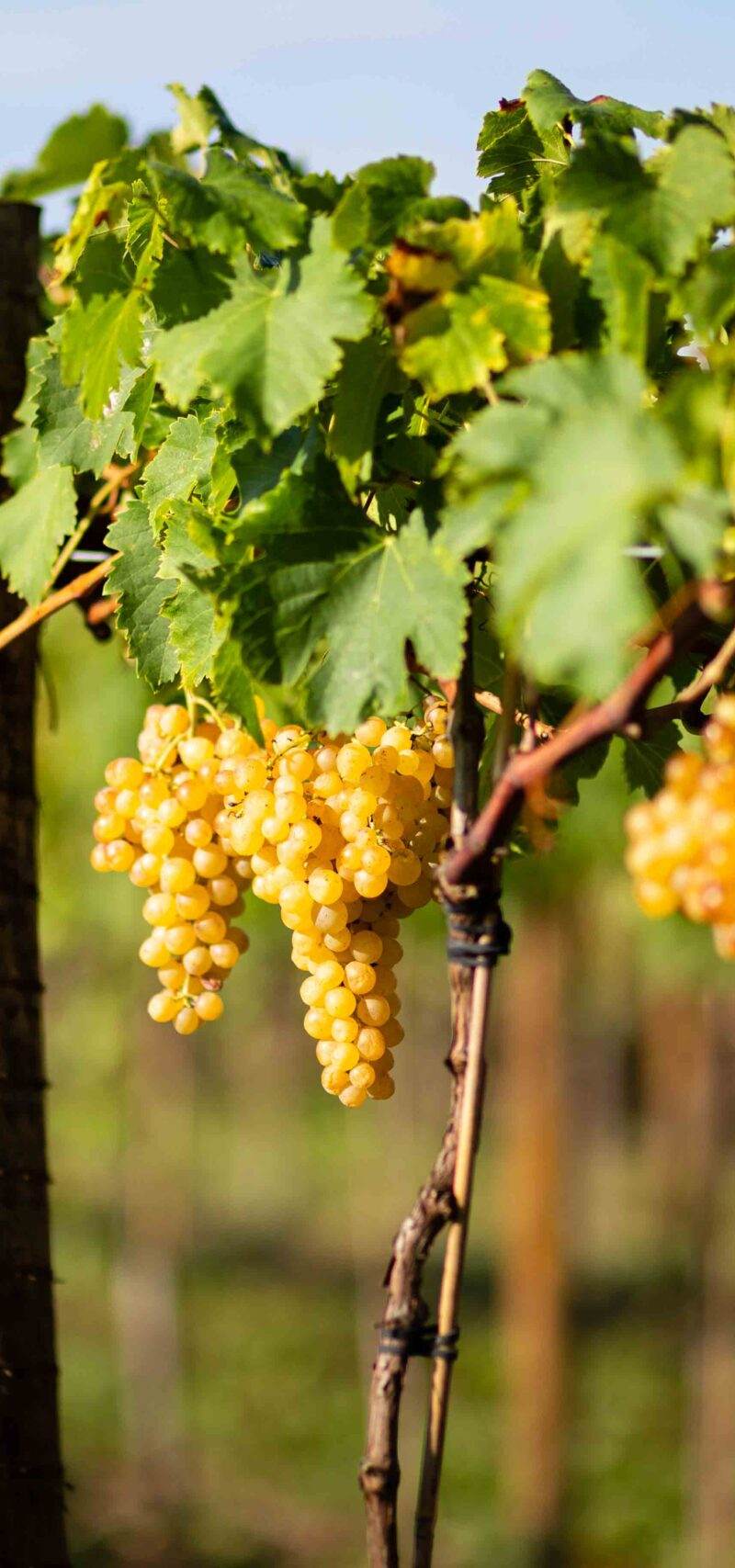 Domaine de Moulerin — photo principale