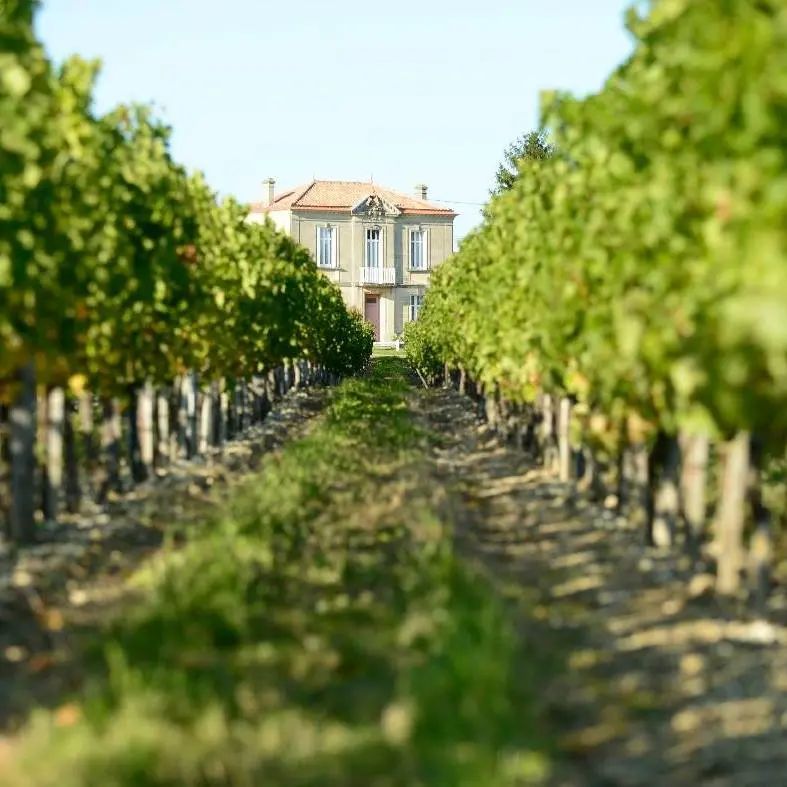 Château Haut-Canteloup — photo 3