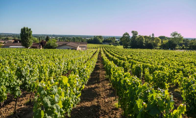 Château Jacquet - Bordeaux