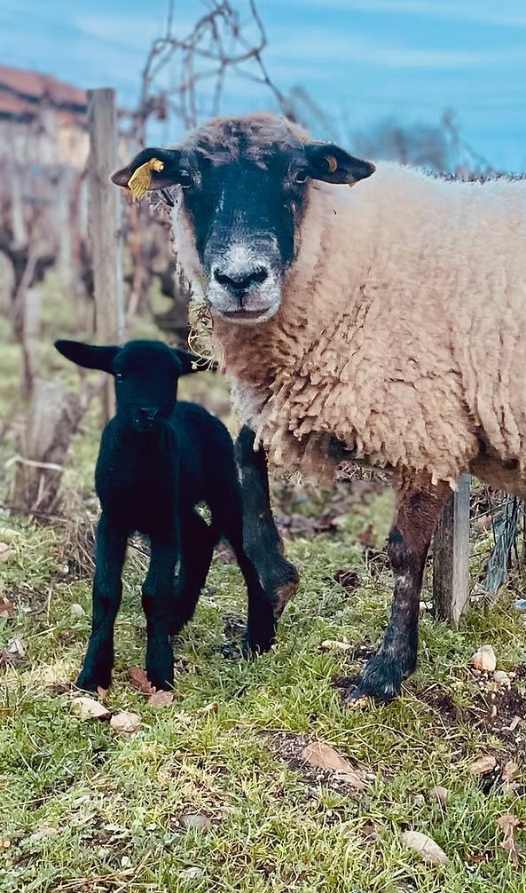 Une brebis et son agneau dans les vignes du clos de Bigos pour l'écopaturage.