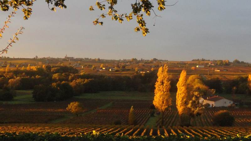 Château Belair Saint-Georges - Saint-Georges-Saint-Émilion