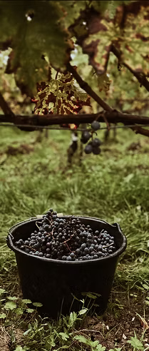raisin bordeaux