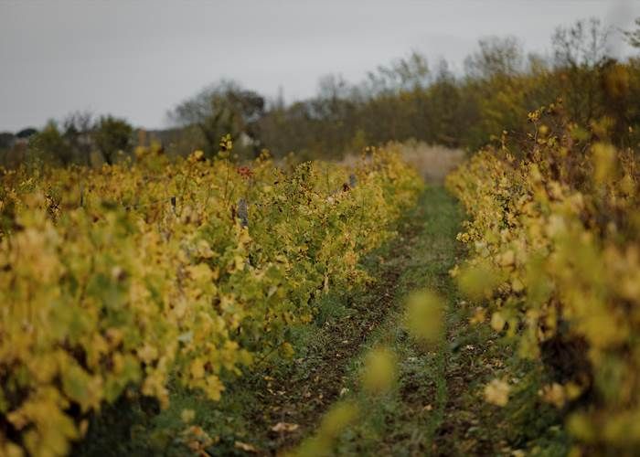 Vignoble, Bio, Biodynamie, Nature, Vins, Domaine, Visite, Dégustation