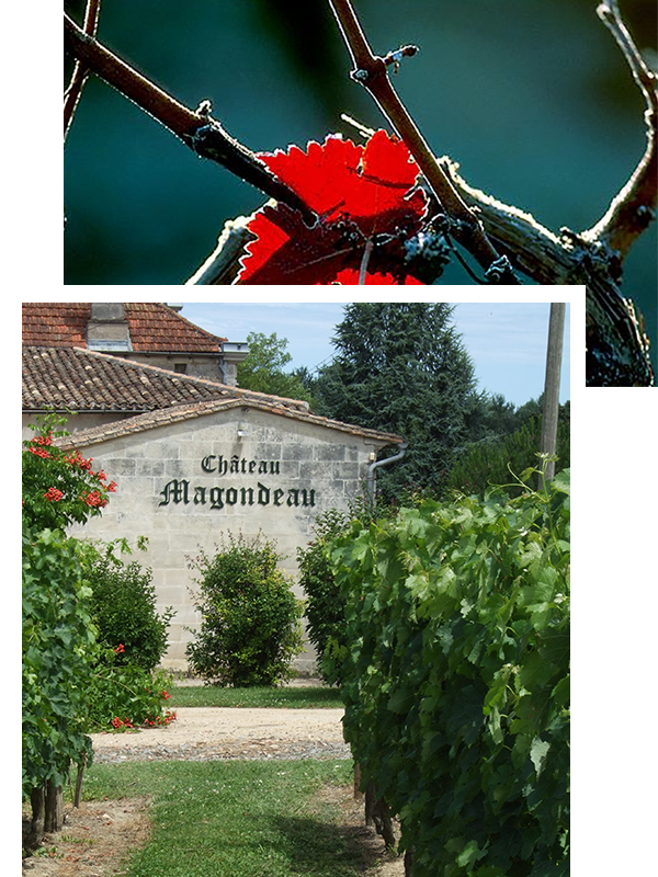 Château Magondeau — photo 8