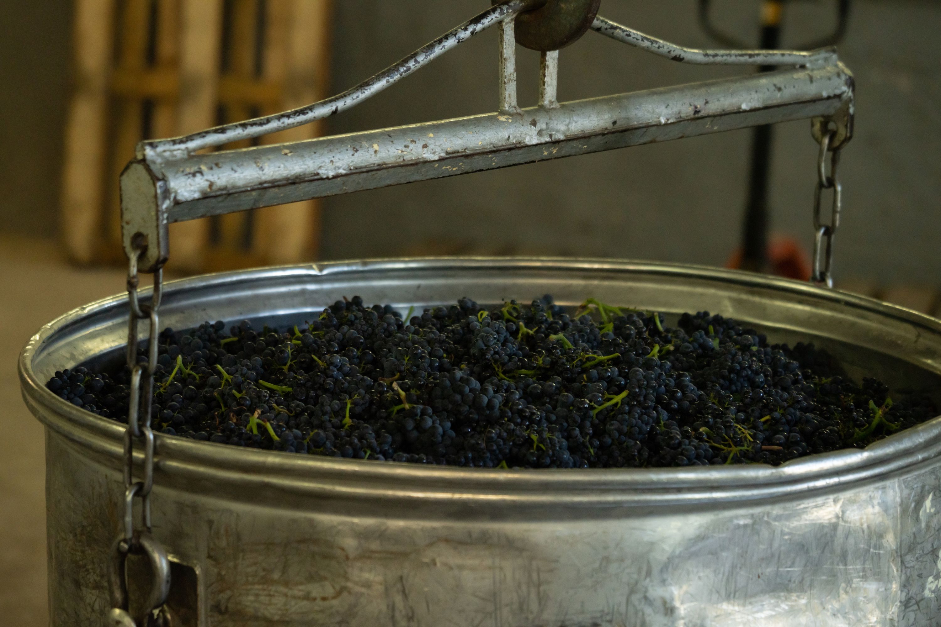 La troisième étape, la macération, révèle la couleur et les tanins, donnant naissance à des vins complexes et équilibrés.