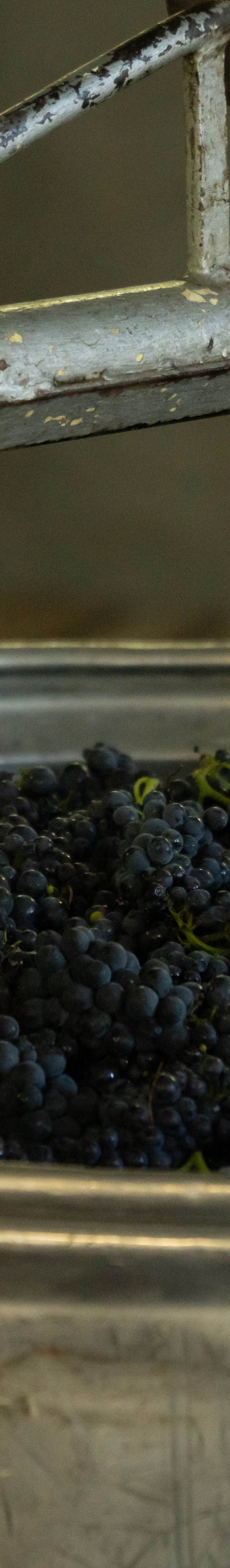 La troisième étape, la macération, révèle la couleur et les tanins, donnant naissance à des vins complexes et équilibrés.