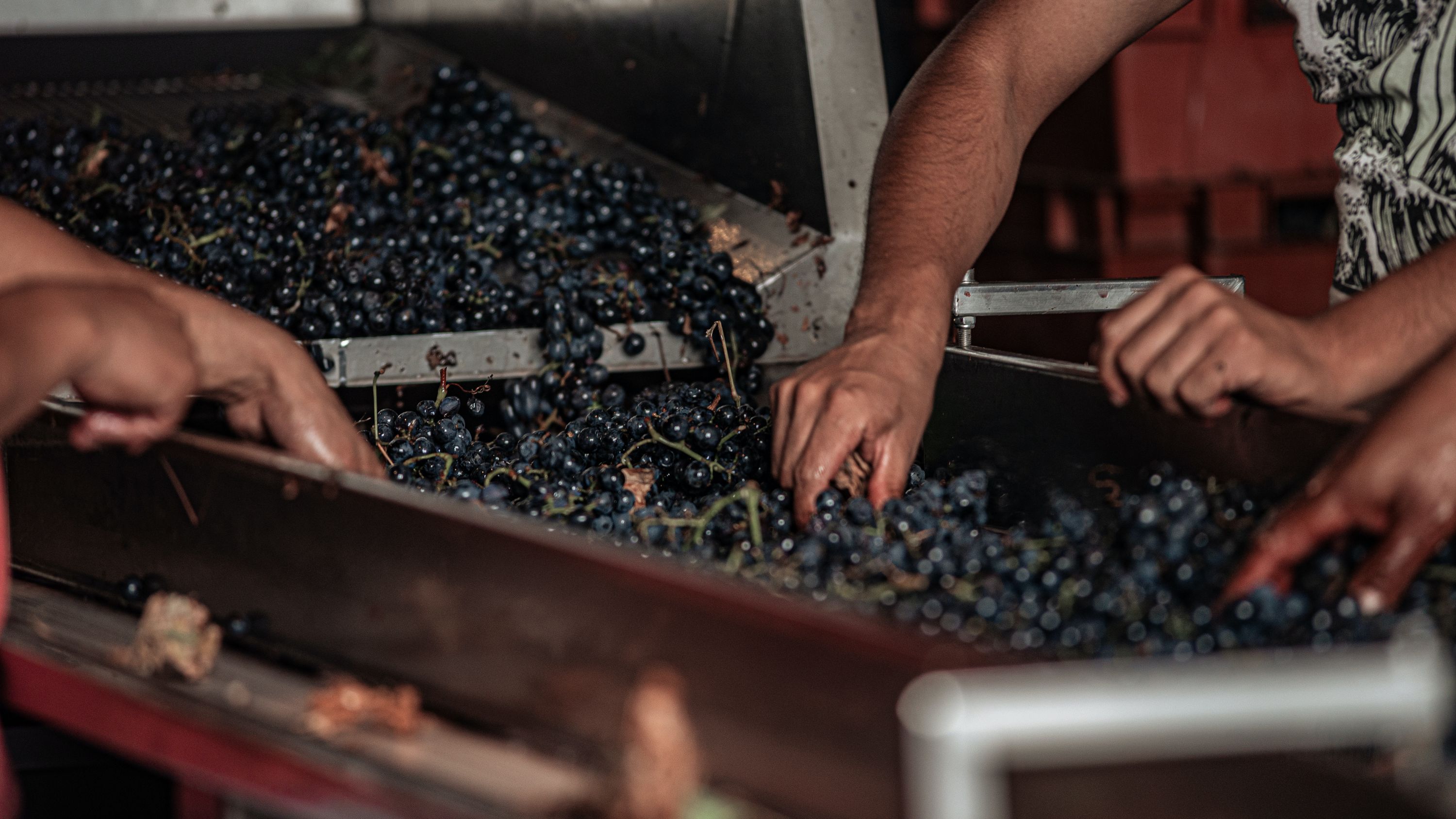 La deuxième étape, l'égrappage, requiert un savoir-faire précis pour préparer les raisins à la vinification