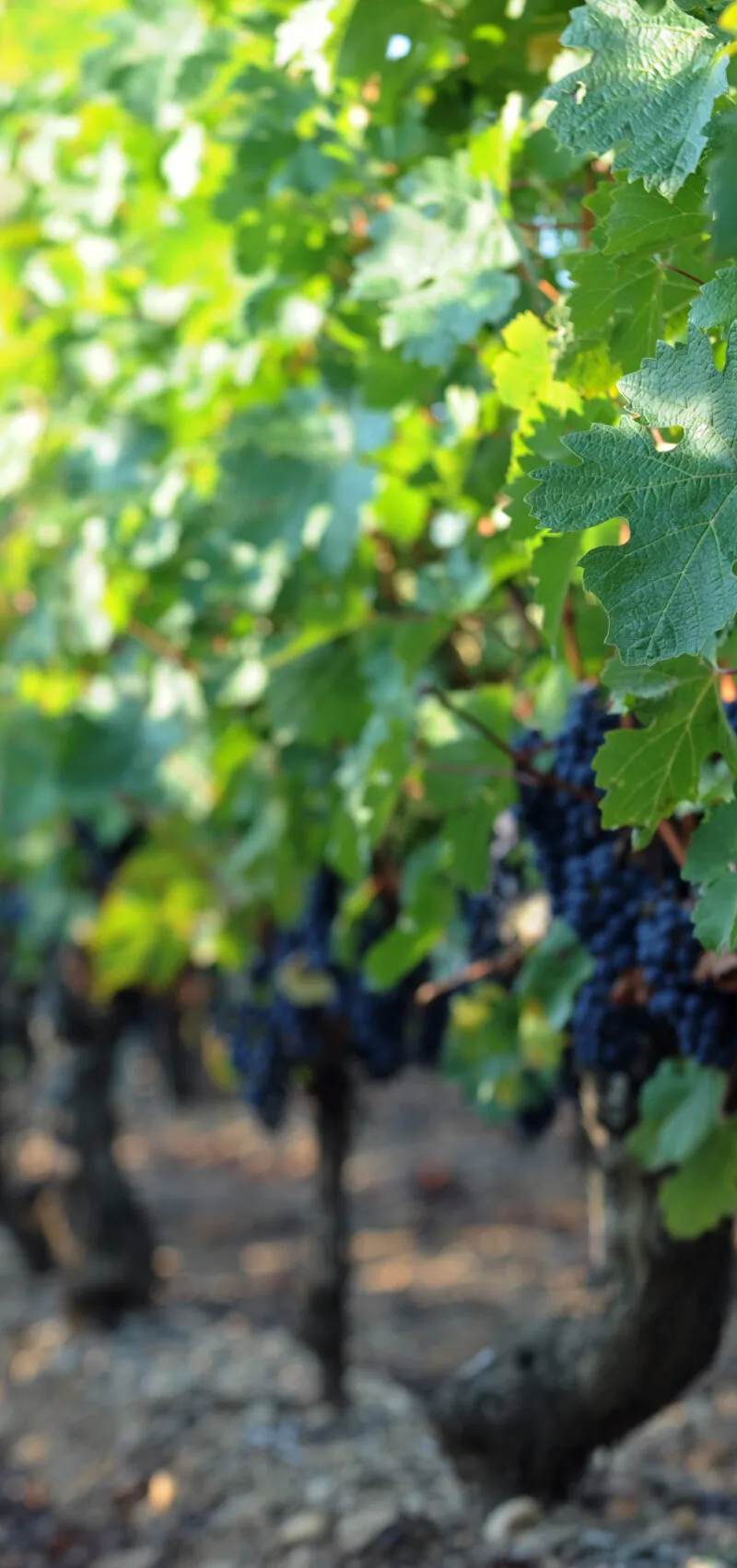 vigne depuis sol