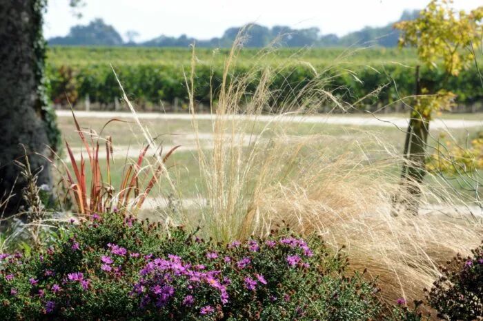 a field of flowers and plants