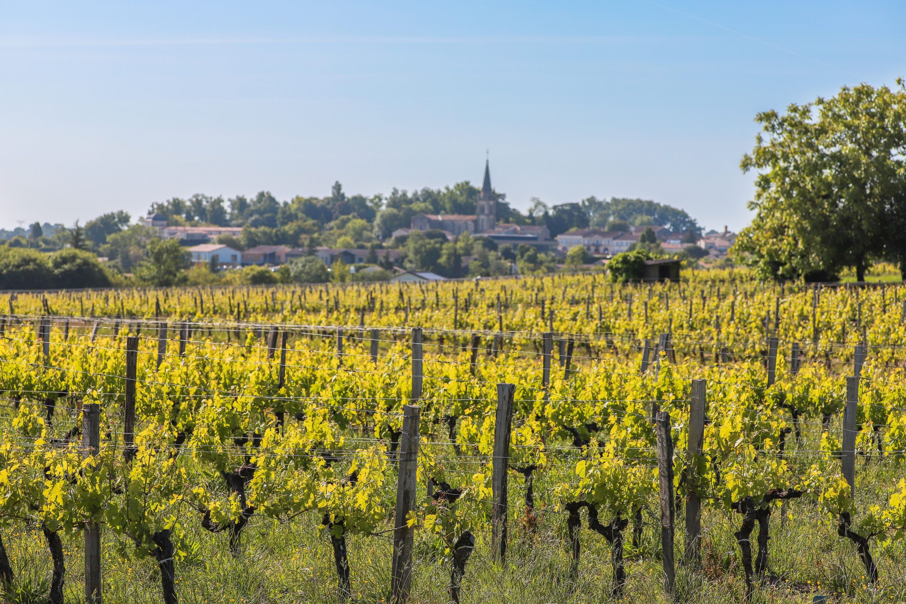 chateau lafargue pessac leognan