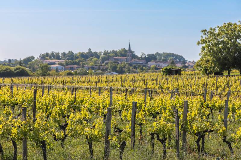 Château Lafargue - Pessac-Léognan
