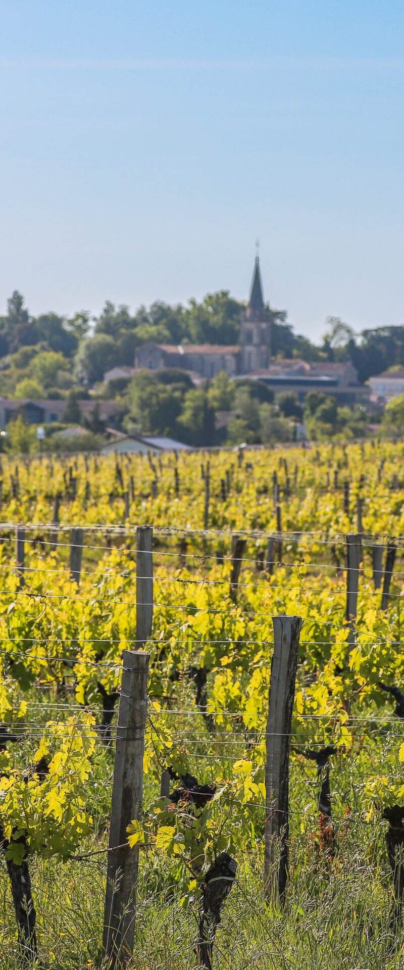 Château Lafargue - Pessac-Léognan