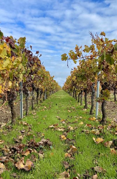 vignobles pied de vignes