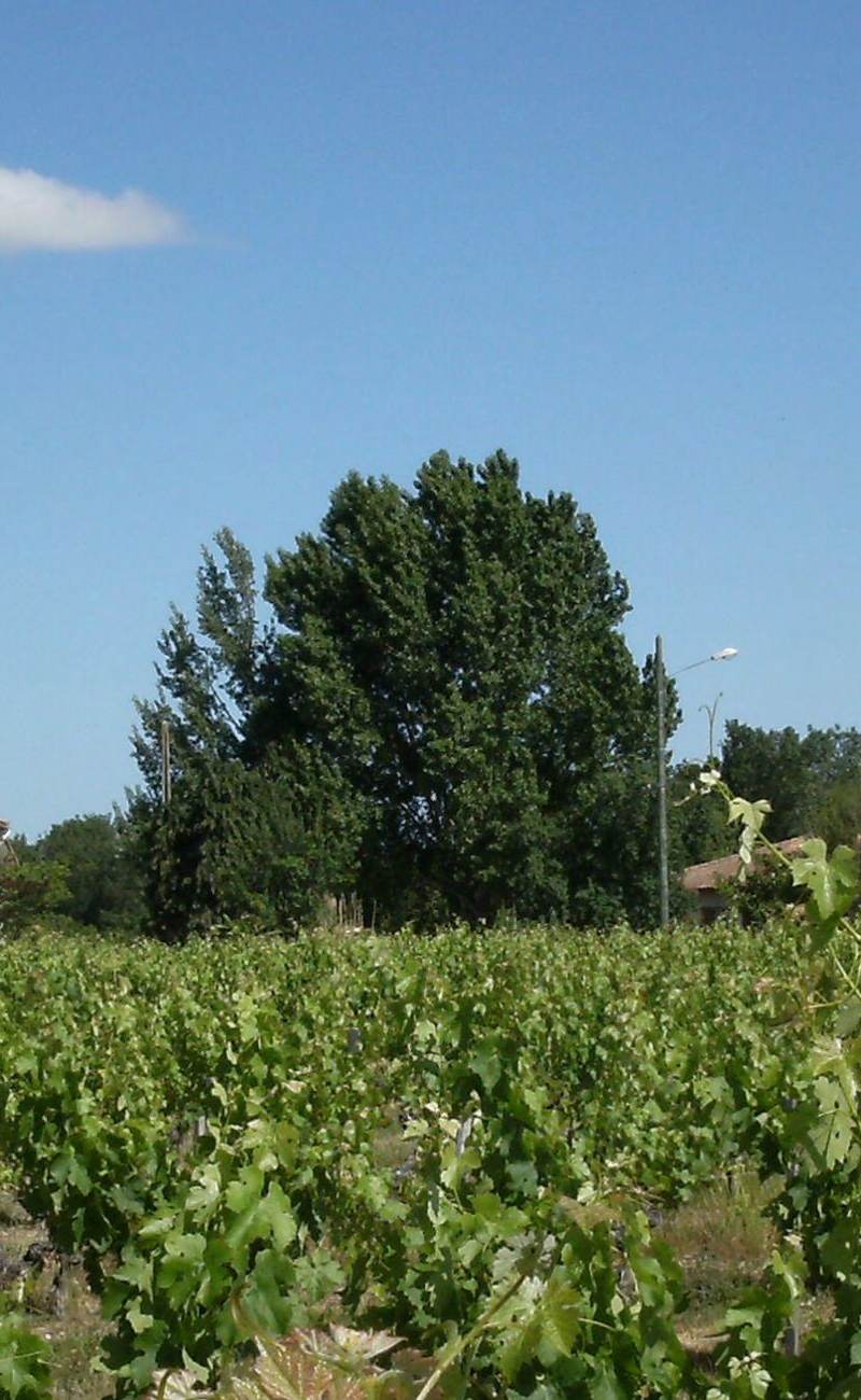 Château Andron — photo principale