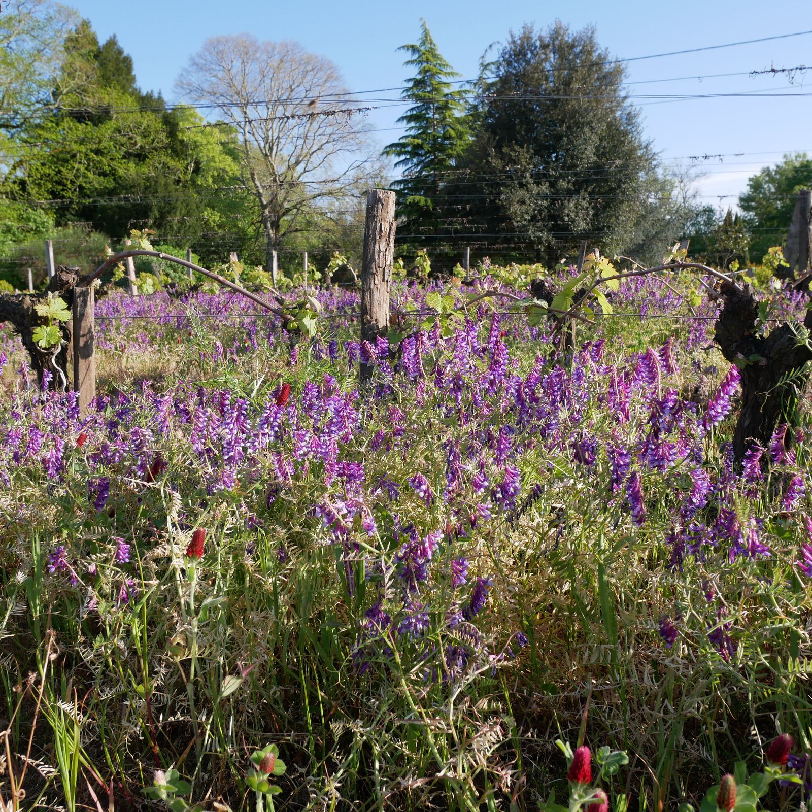 Domaine Chante-Alouette-Cormeil — photo 1