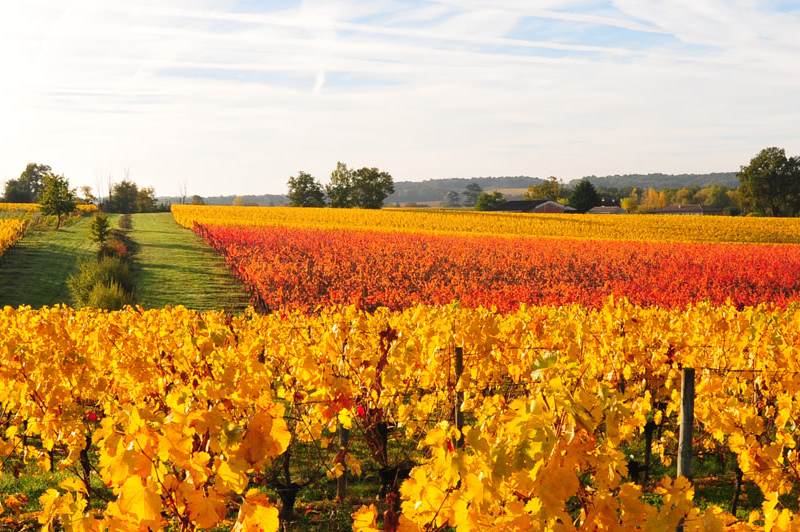 Château des Chapelains - Sainte-Foy Côtes de Bordeaux