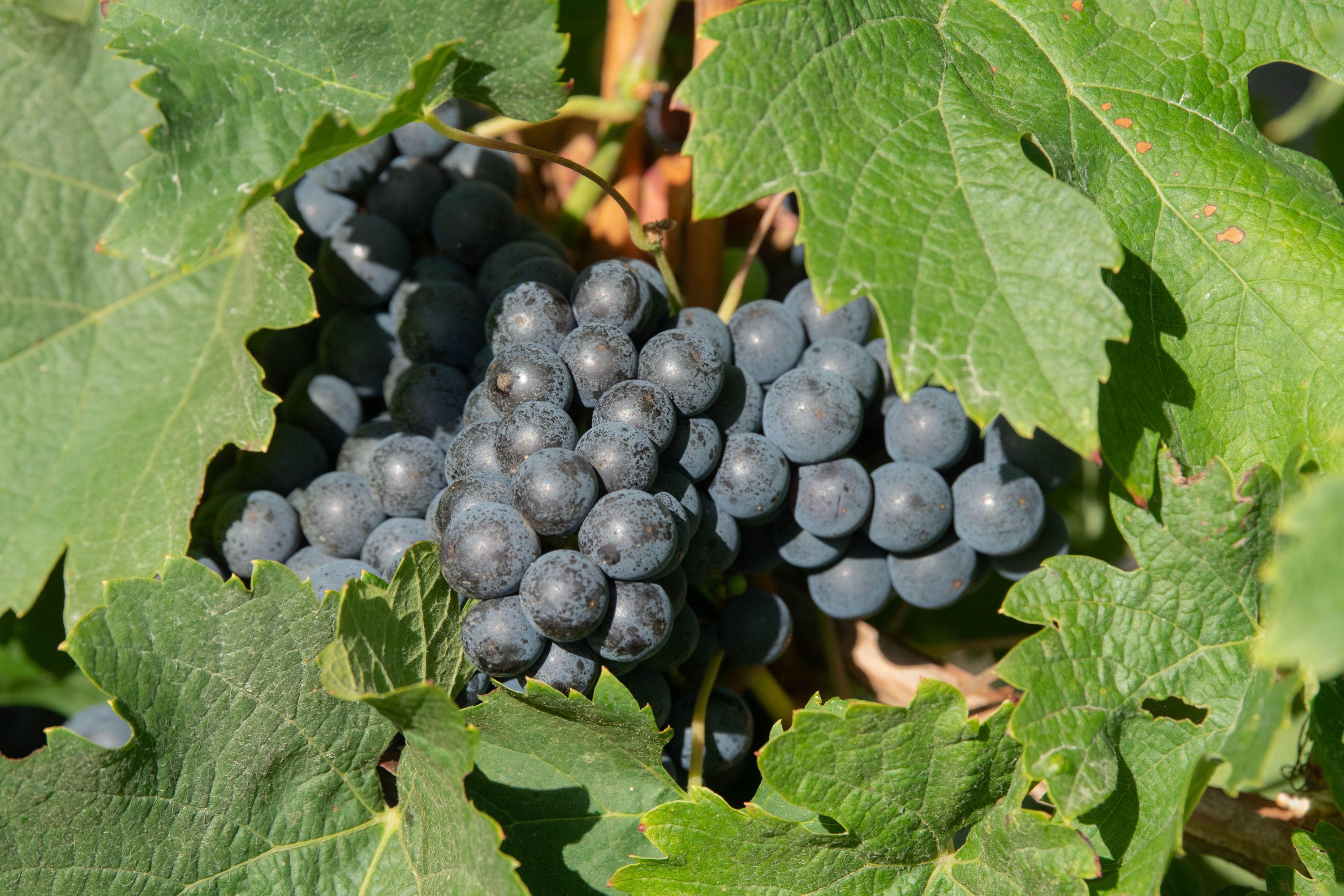 Château Barateau - Haut-Médoc