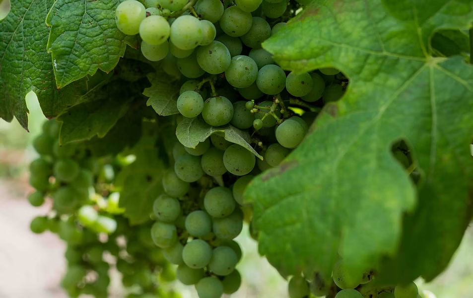 Clos de la Barbanne — photo 6