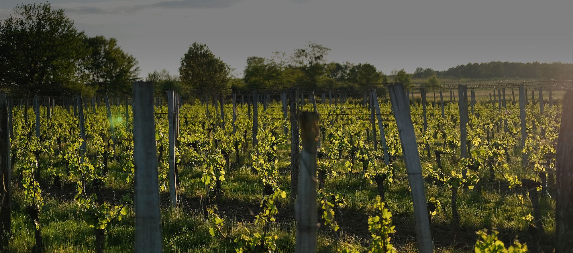 Château la Mondette — photo 1
