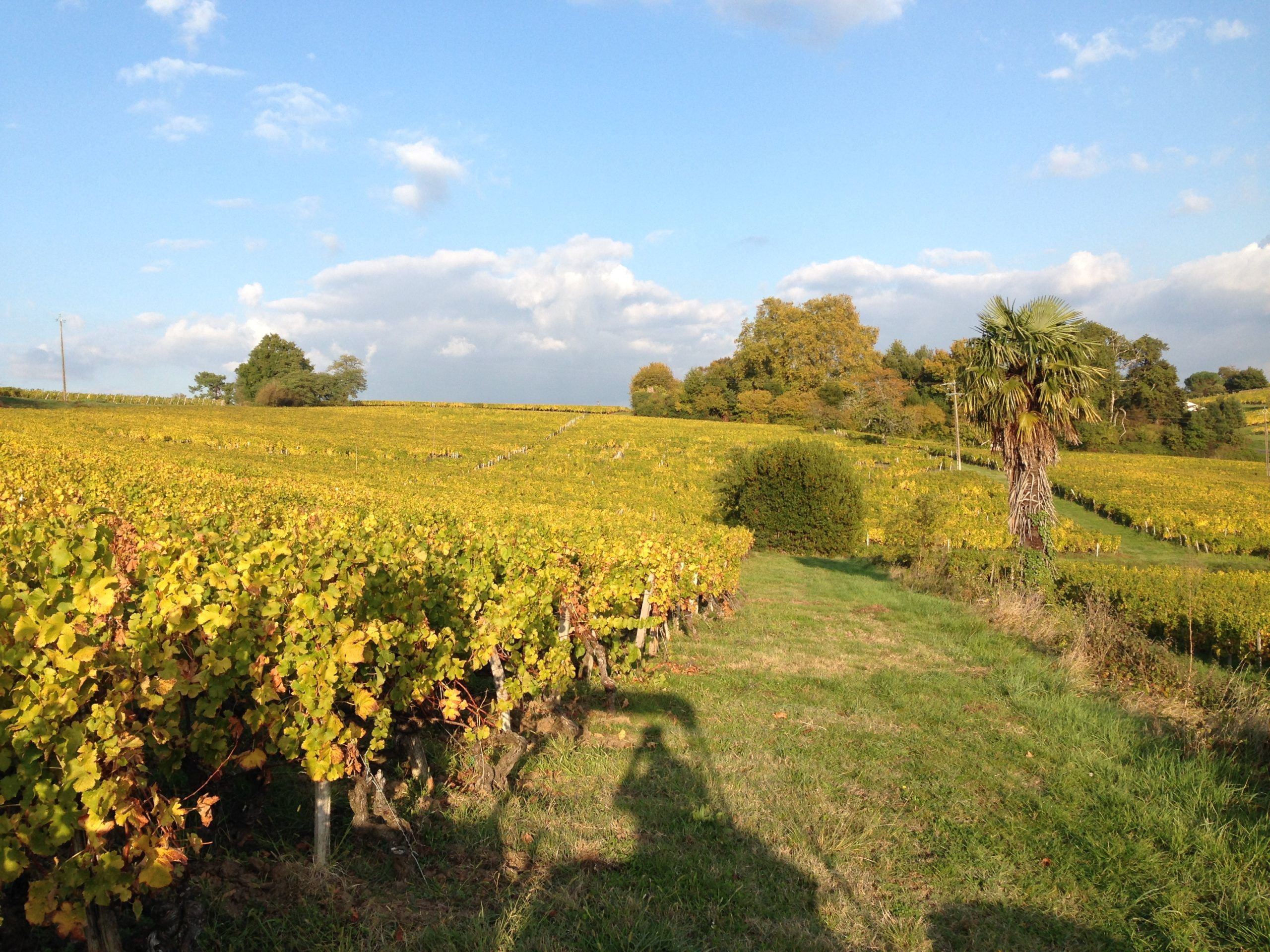 Domaine des Palmiers - Sainte-Croix-du-Mont