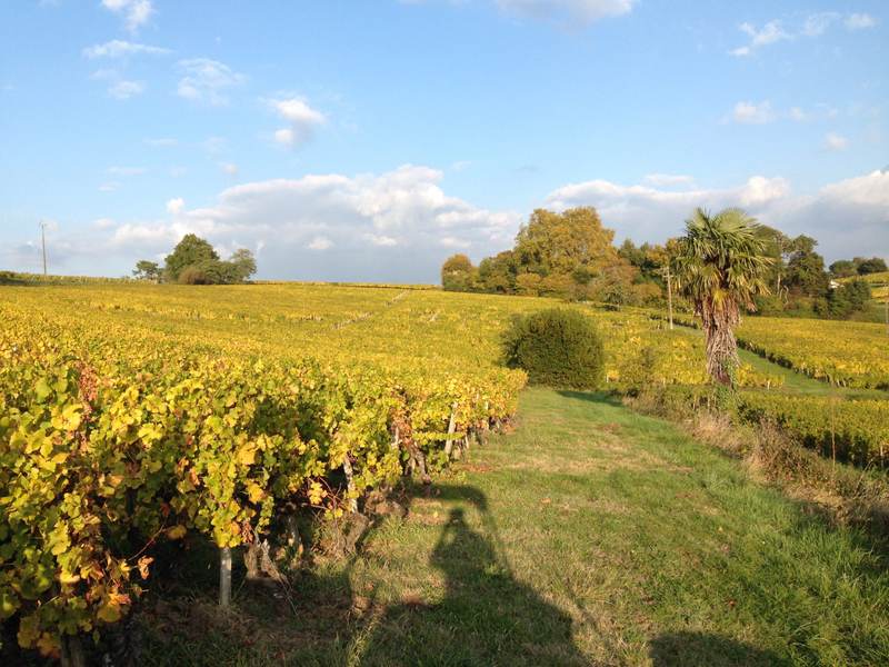 Domaine des Palmiers - Sainte-Croix-du-Mont