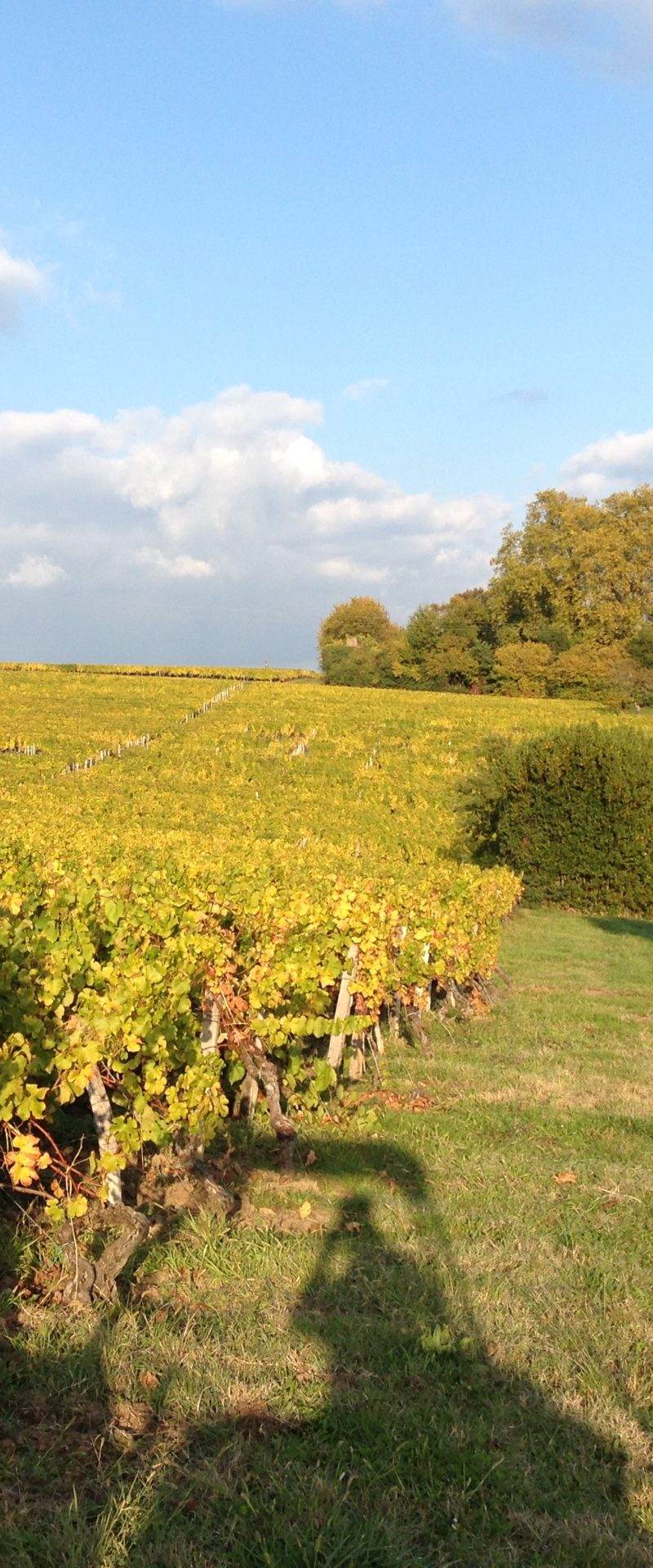 Labours après vendanges
