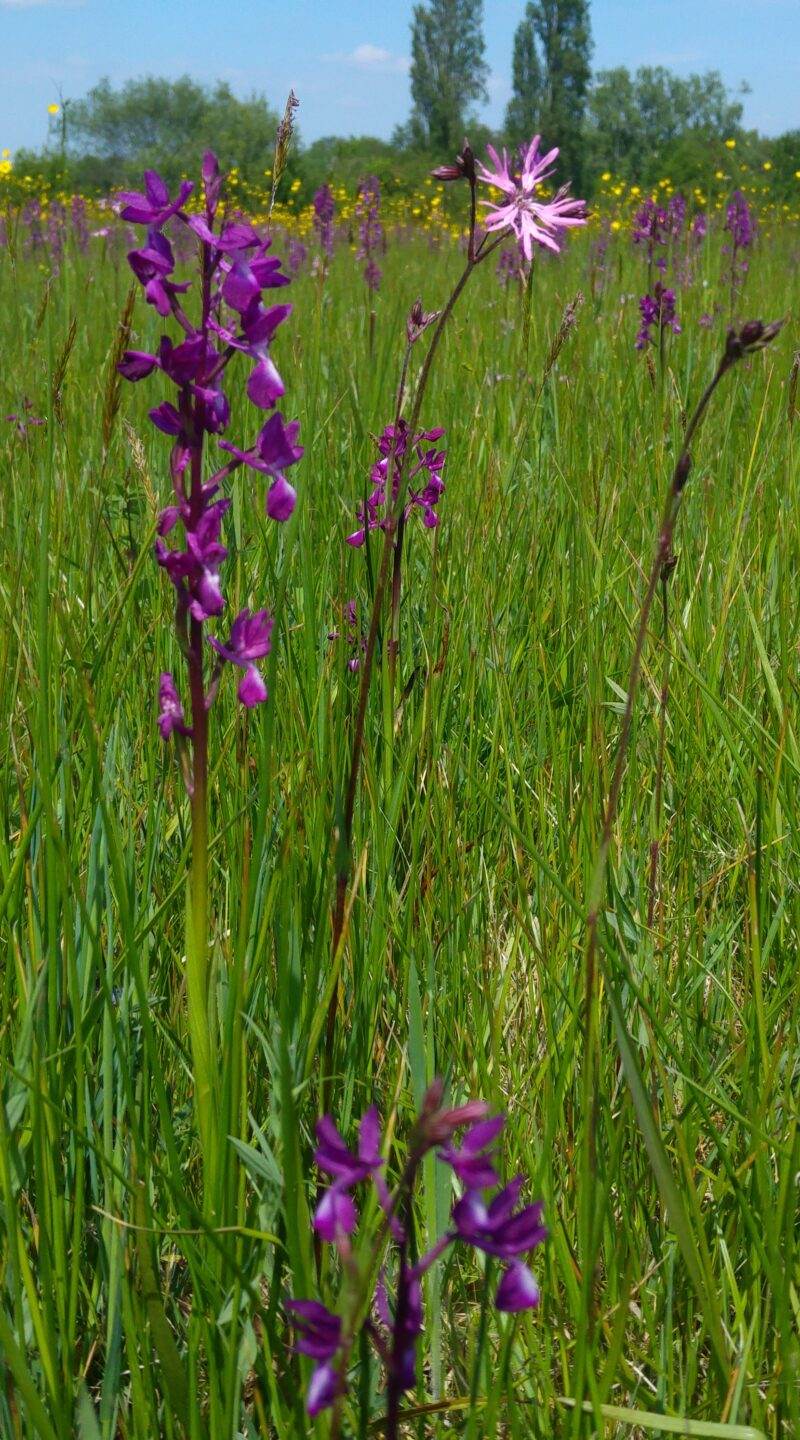 Les orchidées sauvages s'épanouissent au Château Nodot