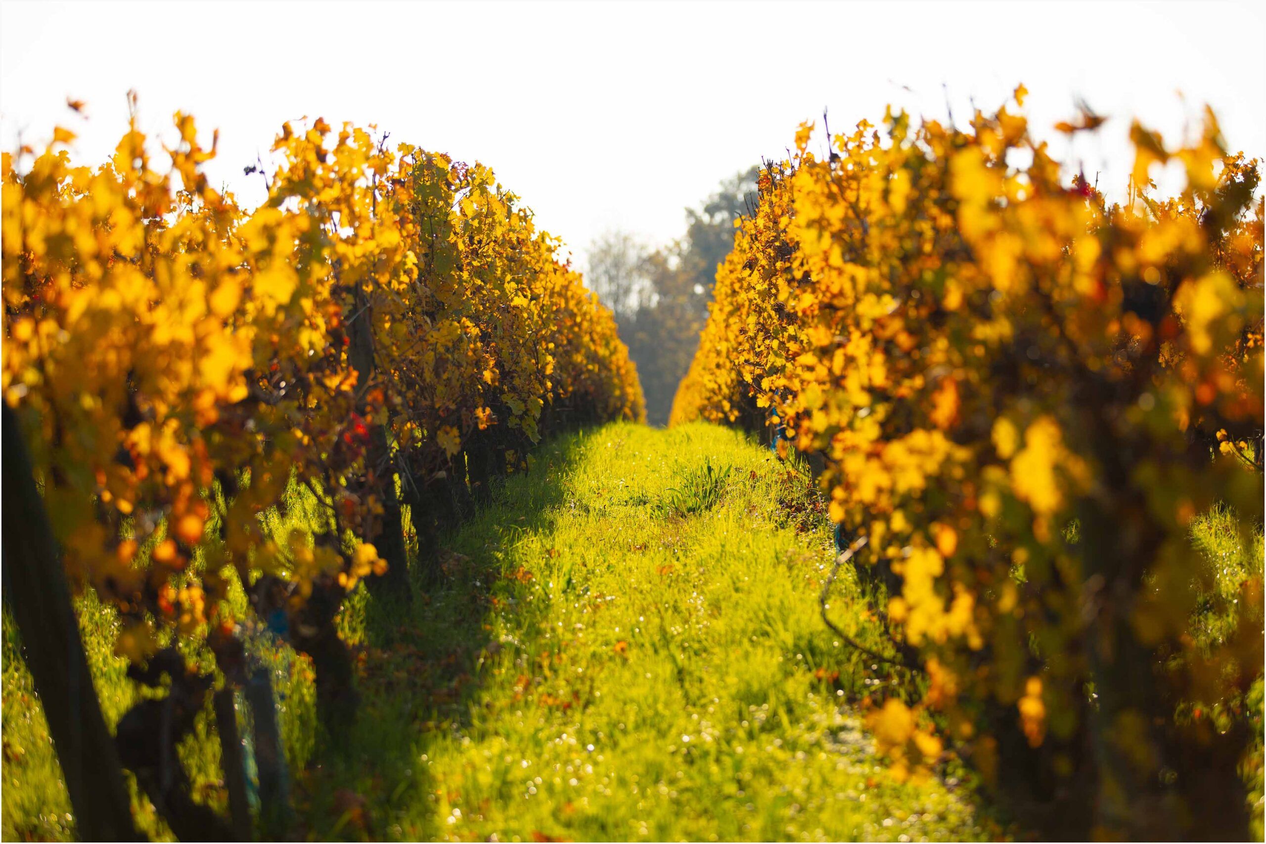 Château Angludet - Margaux
