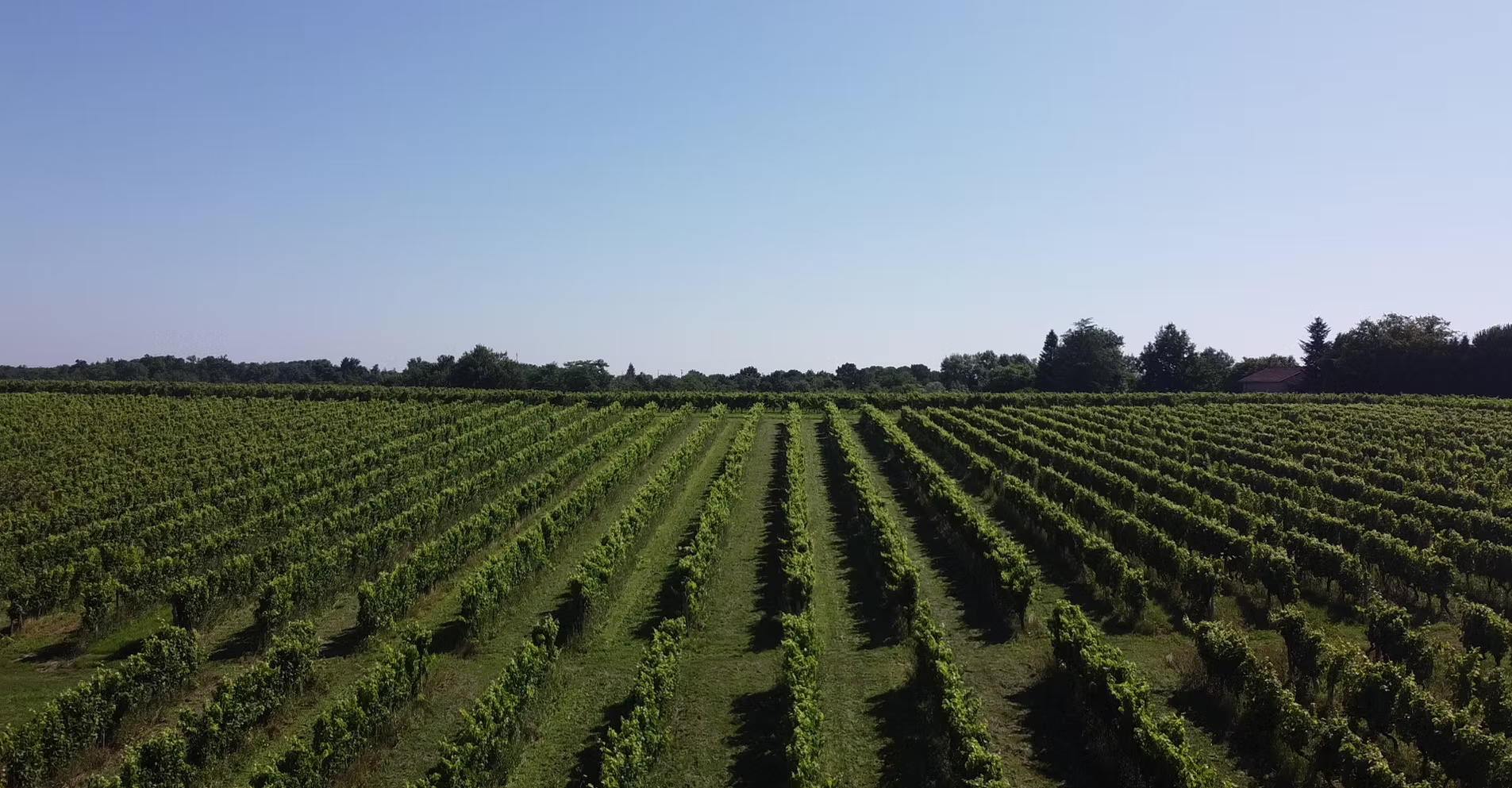 Château Haut-Rigal - Graves