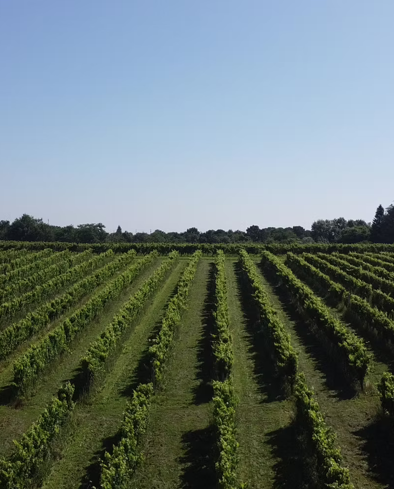 Château Haut-Rigal - Graves