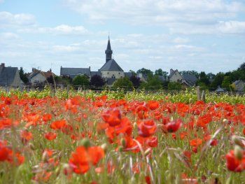 4 ha de vignes certifiées AB en AOC Chinon