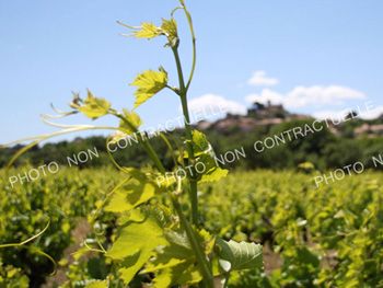 À vendre ? Ensemble de vignes irriguées ? 7,05 ha ? Pépieux Aude ? Minervois