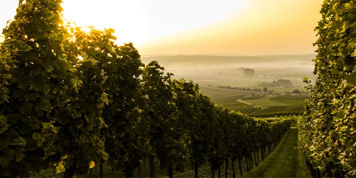 Château Haut Veyrac — photo 3