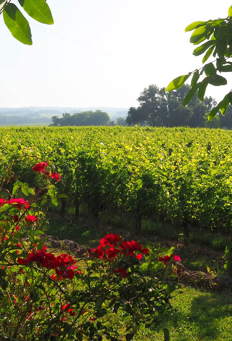 Château Clos de Sarpe - Saint-Émilion