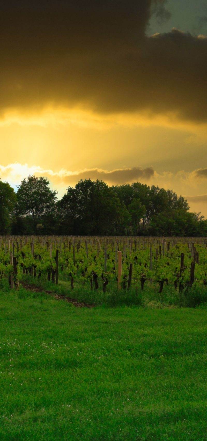 Vignobles Coutant — photo principale